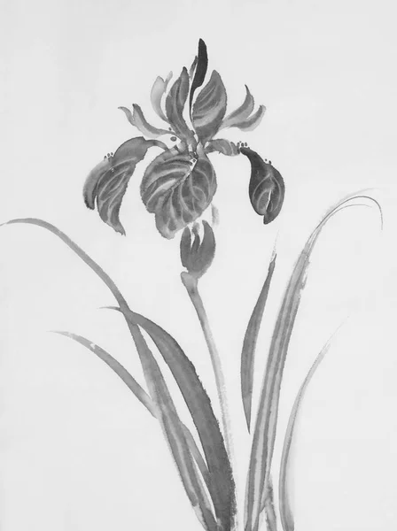 Hint Mürekkeple Boyalı Siyah Iris Çiçeği — Stok fotoğraf
