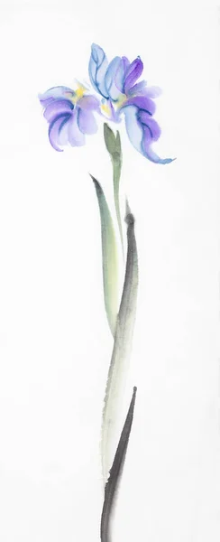 Bright Lilac Iris White Background — Stock Photo, Image