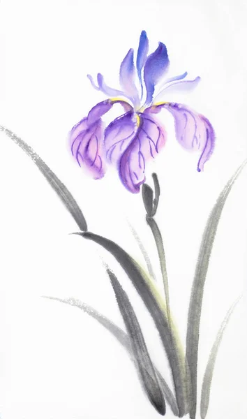 Beyaz Bir Arka Plan Üzerinde Parlak Lila Iris — Stok fotoğraf