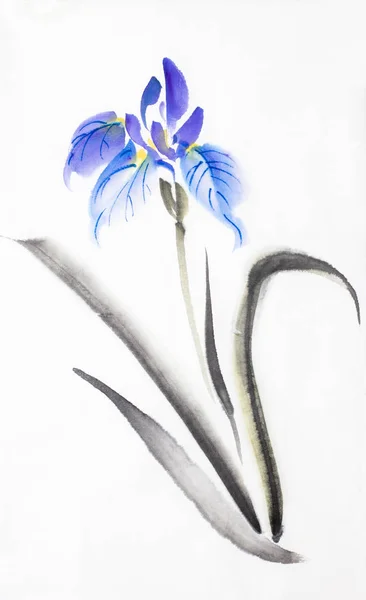 Iris Azul Lila Brillante Sobre Fondo Blanco — Foto de Stock