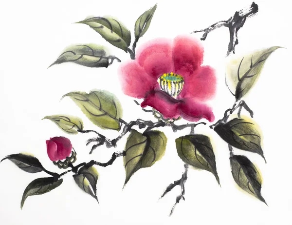 beyaz zemin üzerine kırmızı Kamelya çiçeği