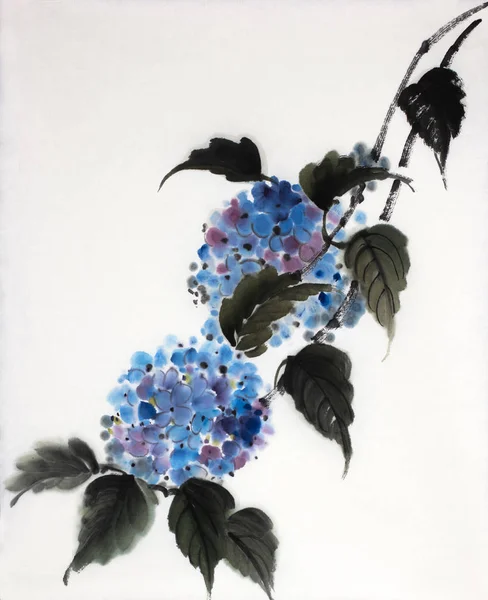 Beyaz Zemin Üzerine Mavi Ortanca Çiçek — Stok fotoğraf