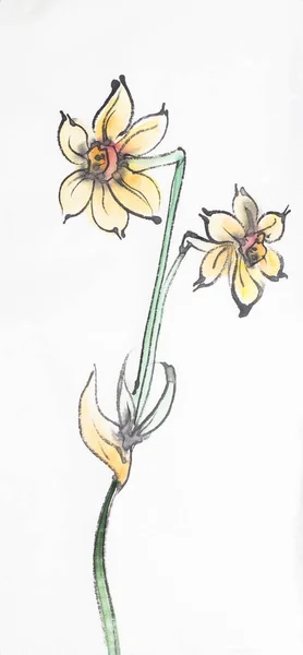 Hafif Bir Arka Plan Üzerinde Parlak Nergis Çiçek — Stok fotoğraf