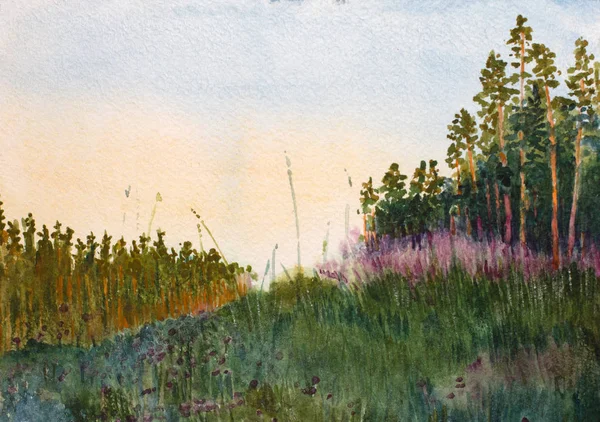 Wieczorny Krajobraz Sosny Kwiaty Lato — Zdjęcie stockowe