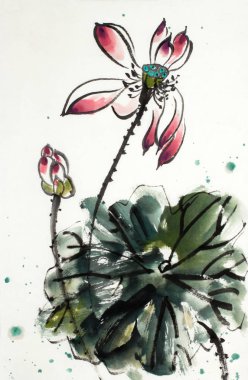 Güzel nilüfer çiçeği