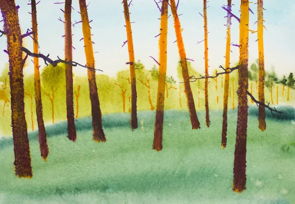 Las Sosnowy Letnie Wieczorne Niebo — Zdjęcie stockowe