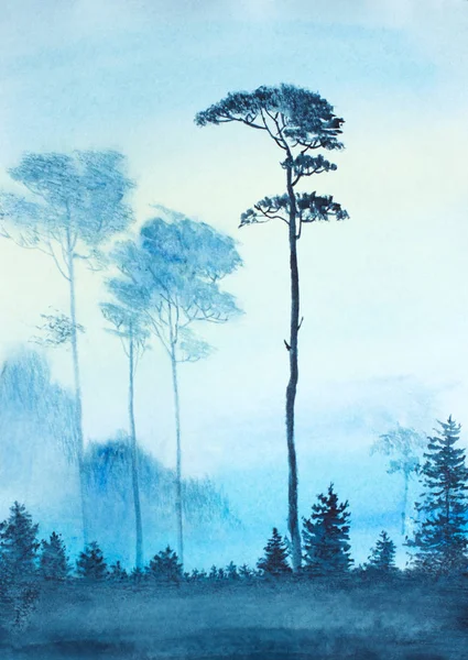 Fog Dawn Pine — Stock Photo, Image