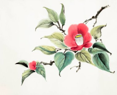 Kırmızı kamelya çiçekler