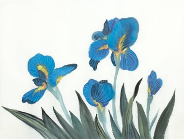 Mavi iris çiçekler