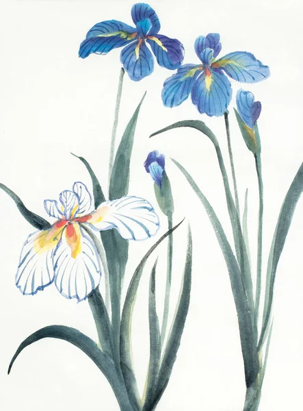 Flores de íris azuis e brancas — Fotografia de Stock