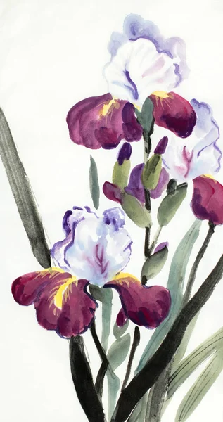 Flores de íris lilás — Fotografia de Stock