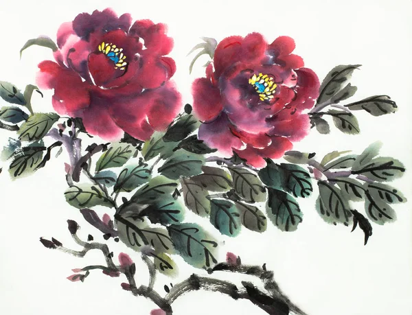 Fiore di peonia bordeaux — Foto Stock