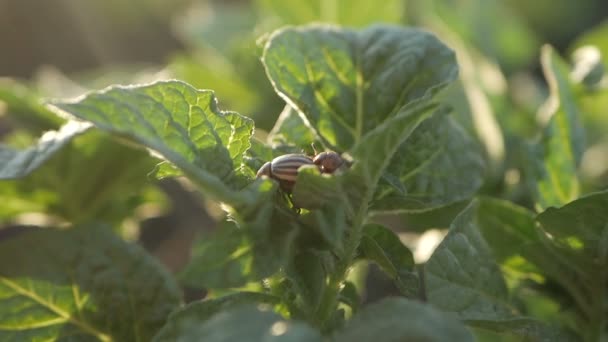 Kartoffelkäfer, Pflanzenschädlinge, Insektenfresser. — Stockvideo