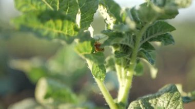 Yeşil yaprakları Colorado Patates böceği larvaları yemek