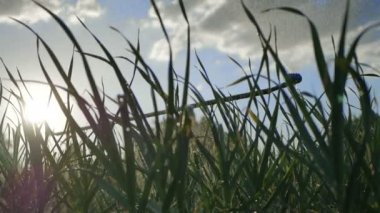 Sebze Bahçe alanında sarımsak