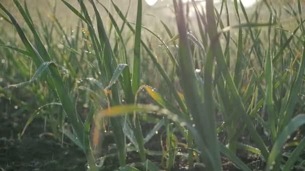 Bladen av vitlök i trädgården med bevattning — Stockvideo
