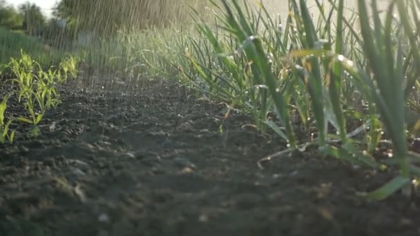 Чесночное поле в огороде — стоковое видео