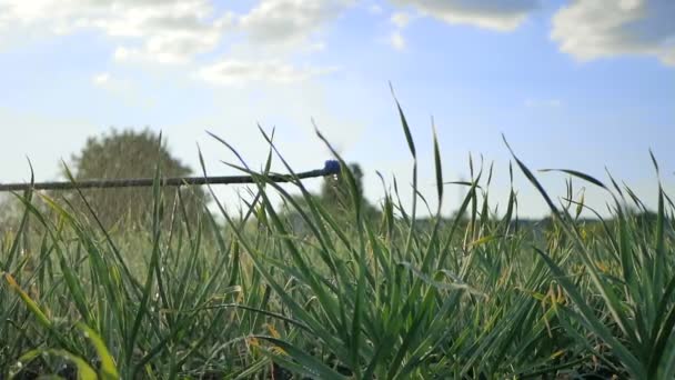 Piante di aglio verde nel campo . — Video Stock