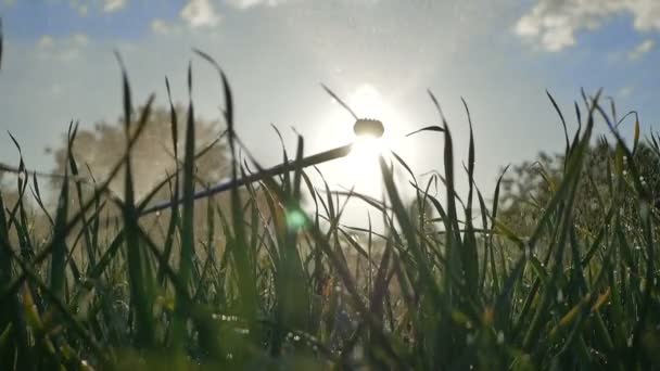 庭で栽培の植物に水をまく — ストック動画