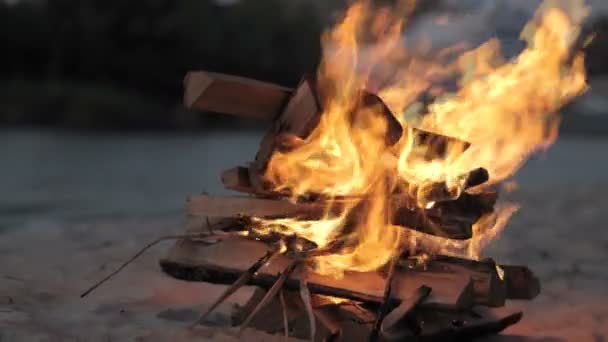 Bonfire brandende bomen 's nachts. — Stockvideo