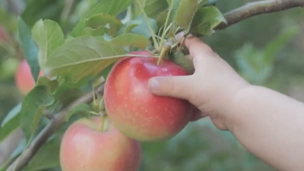 Свежие яблоки висят на ветке яблони в саду . — стоковое видео