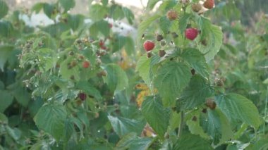 Ahududu saplarının yakınlaştırılması.