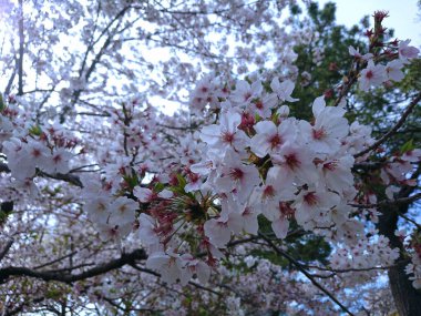 Japon kiraz çiçeğinin güzel doğası..