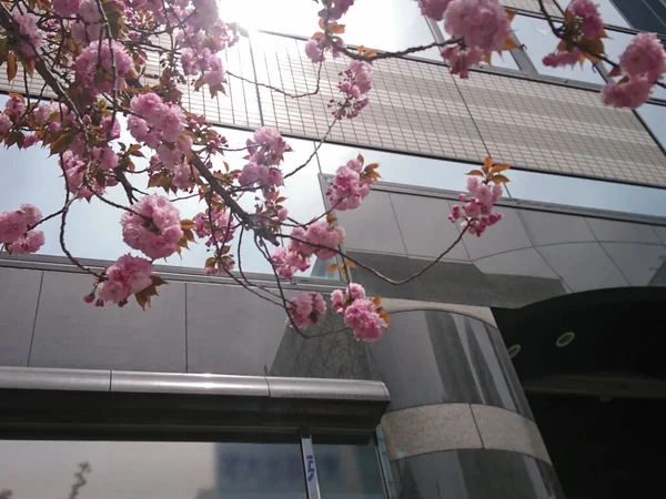 Den Vackra Naturen Hos Japanska Körsbär Blommar — Stockfoto