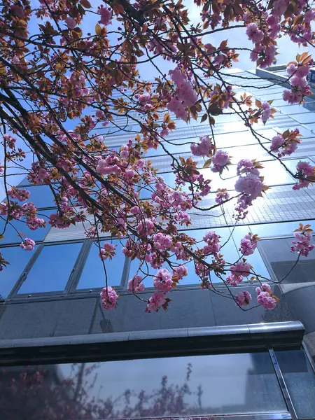 日本の桜の美しい自然が開花し — ストック写真