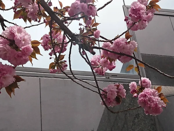 Japon kiraz çiçeğinin güzel doğası..