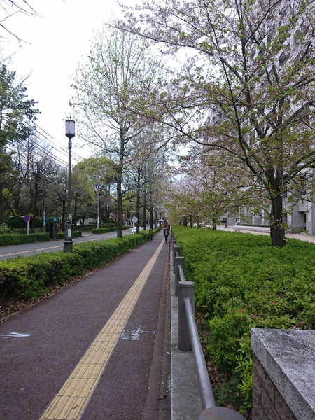 Japon kiraz çiçeğinin güzel doğası..