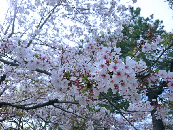 Japon kiraz çiçeğinin güzel doğası..