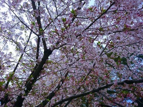 Japon kiraz çiçeğinin güzel doğası..