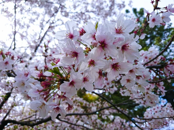 Piękna Natura Japońskiego Kwitnącej Wiśni — Zdjęcie stockowe