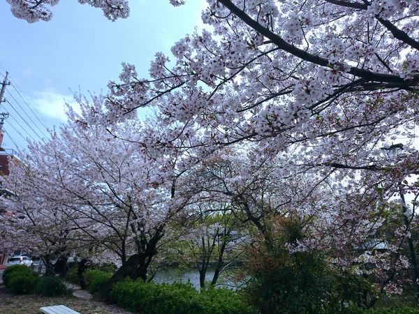 Den Vackra Naturen Hos Japanska Körsbär Blommar — Stockfoto