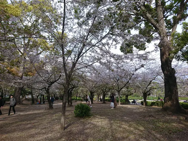 Japon kiraz çiçeğinin güzel doğası..