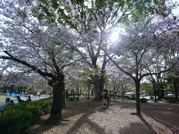 Japon kiraz çiçeğinin güzel doğası..