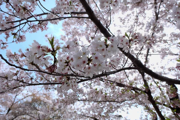 Japon Kiraz Çiçeğinin Güzel Doğası — Stok fotoğraf