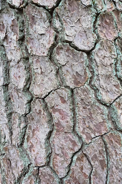 Sonbahar ağacı kabuğunun kimliği