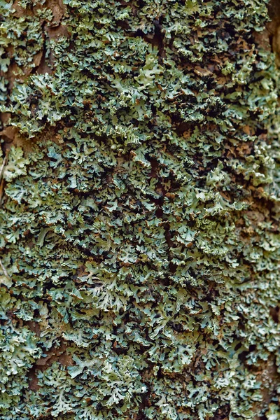 corteccia e muschio su un tronco di conifera