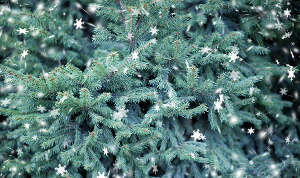 Fondo de Navidad verde, ramas de abeto verde, Navidad tre — Foto de Stock