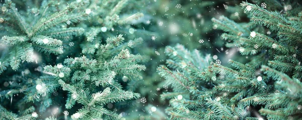 Fondo de vacaciones, Navidad, año nuevo, ramas de abeto, verde — Foto de Stock