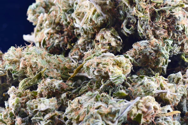 Big bud cannabis drug, close-up, medische marihuana, onkruid hoge resolutie — Stockfoto