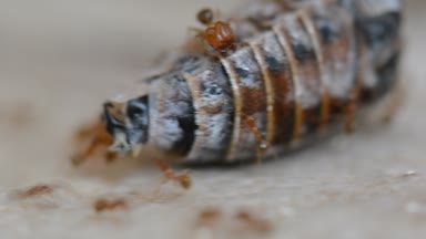 Kırmızı karıncalar koloni parçalamak ve böcek Closeup yeme