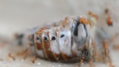 Kırmızı karıncalar koloni parçalamak ve böcek Closeup yeme