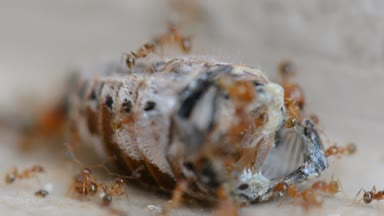Kırmızı karıncalar koloni parçalamak ve böcek Closeup yeme