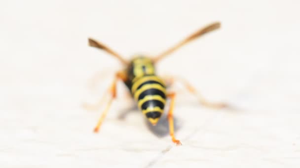 白色背景上的黄蜂昆虫。宏拍摄关闭 — 图库视频影像