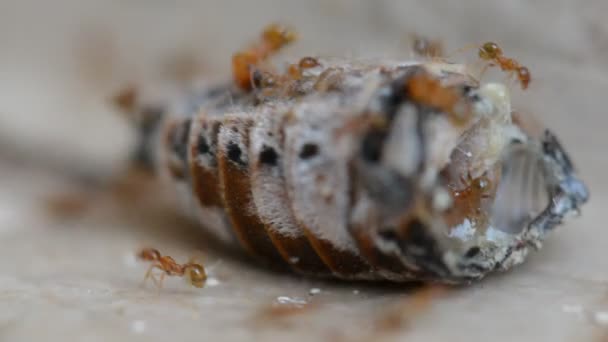 Колония красных муравьев расчленяет и съедает жука крупным планом — стоковое видео