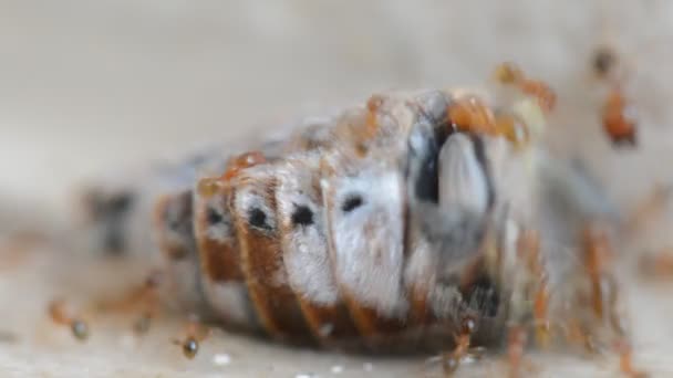 Колония красных муравьев расчленяет и съедает жука крупным планом — стоковое видео