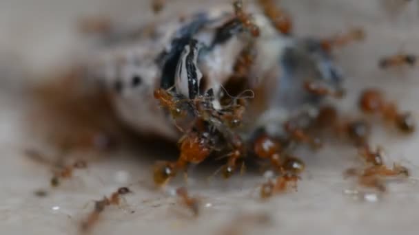 Kolonie roter Ameisen zerstückelt und frisst Käfer in Großaufnahme — Stockvideo